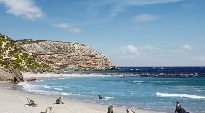 Những "cư dân" đáng yêu của vịnh Seal trên đảo Kangaroo (Ảnh: Internet).